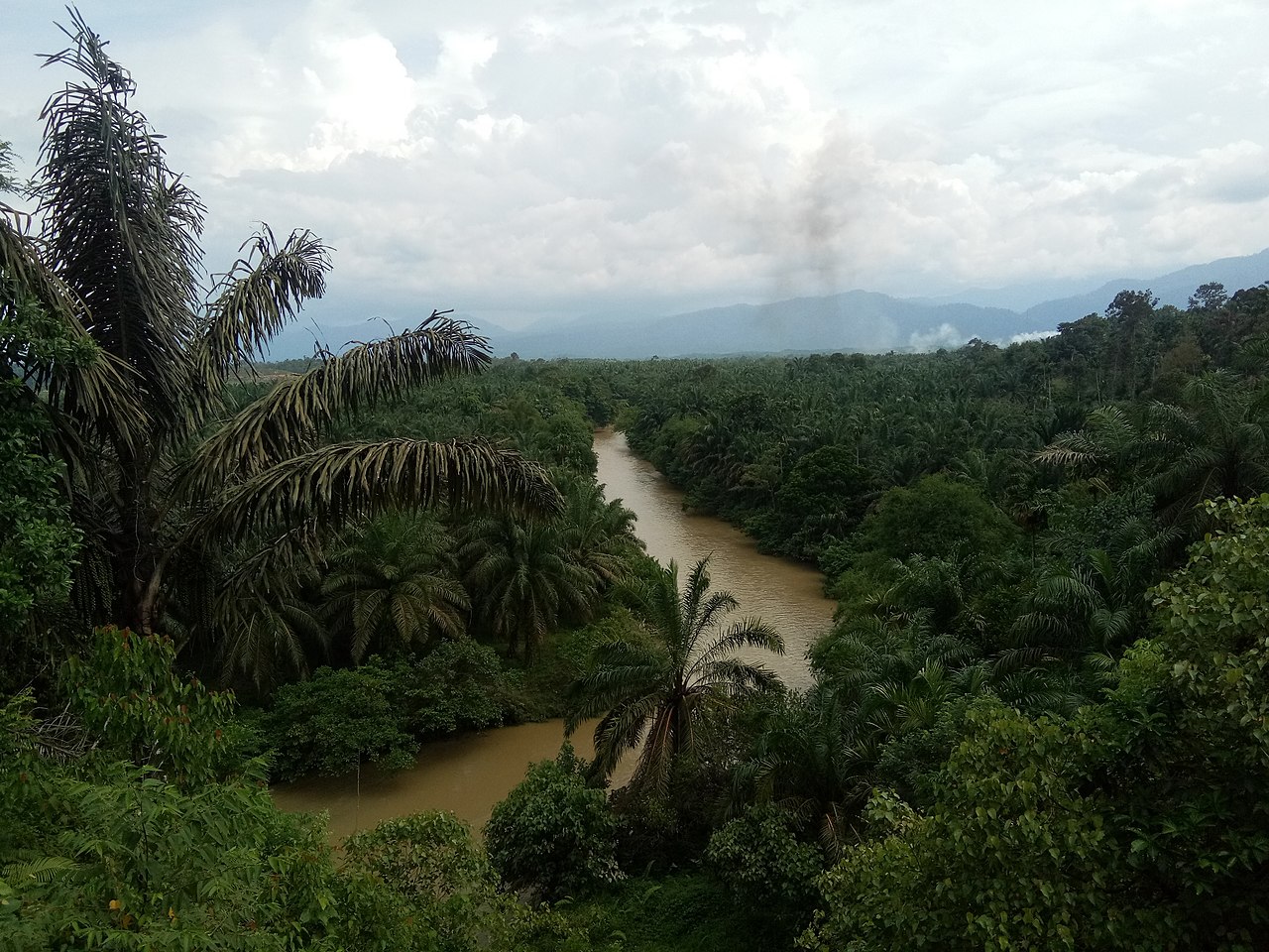Aliran sungai berkelok di antara rimbunan pohon